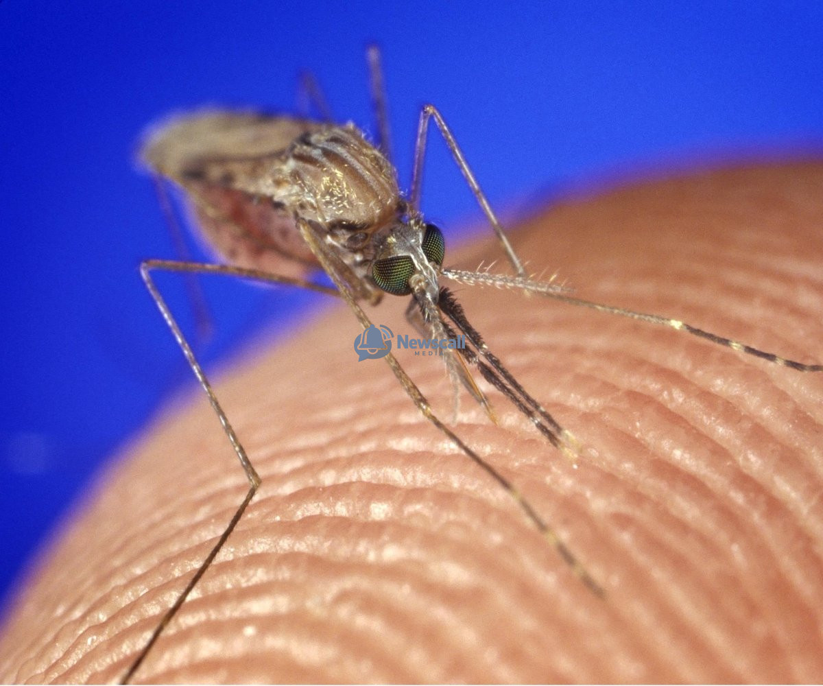 Rising Figures, Fading Futures: The Silent Crisis of Malaria in 2026
